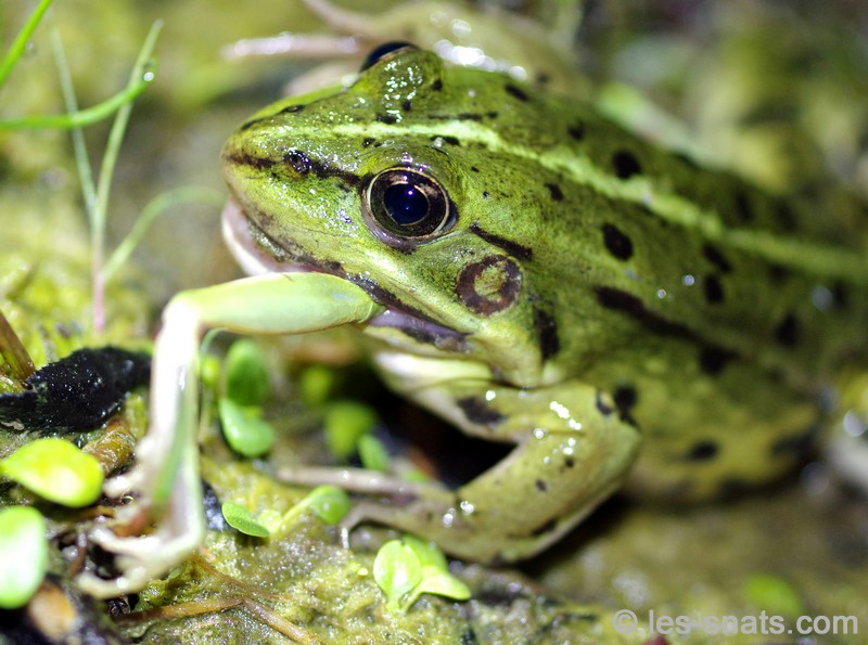 Pelophylax kl esculentus Grenouille verte Prédation sur Hyla